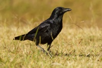 Krkavec australsky - Corvus coronoides - Australian Raven 8642